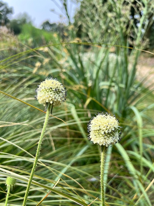 Dipsacus asper from Ghangzhou, China 1L