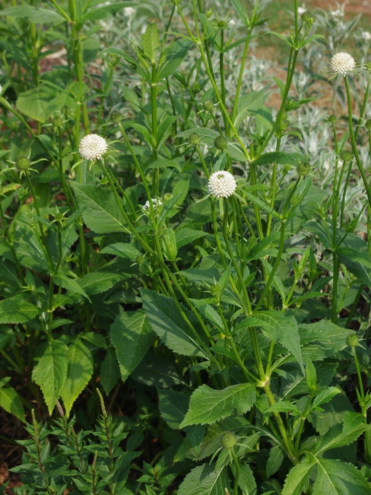 Dipsacus inermis