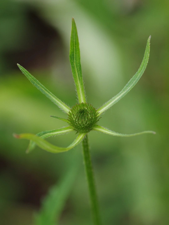 Dipsacus inermis