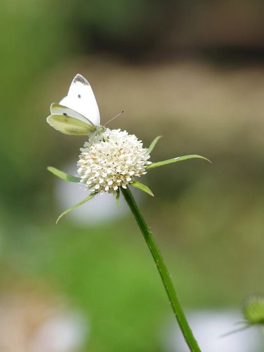 Dipsacus inermis