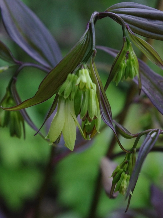 Disporum longistylum 'Night Heron' seedlings