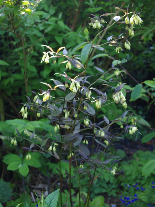 Disporum longistylum 'Night Heron' seedlings