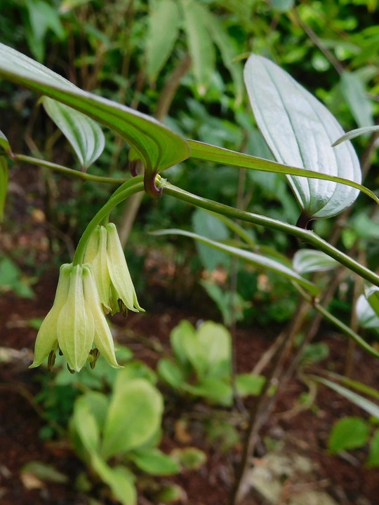 Disporum longistylum 'Night Heron' seedlings