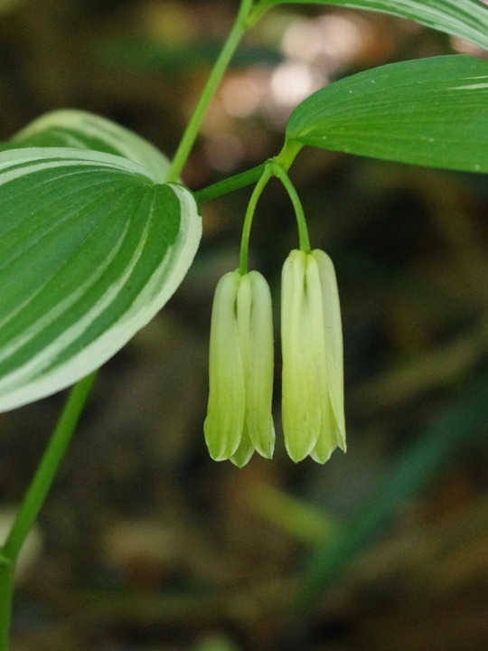 Disporum sessile 'Variegatum'