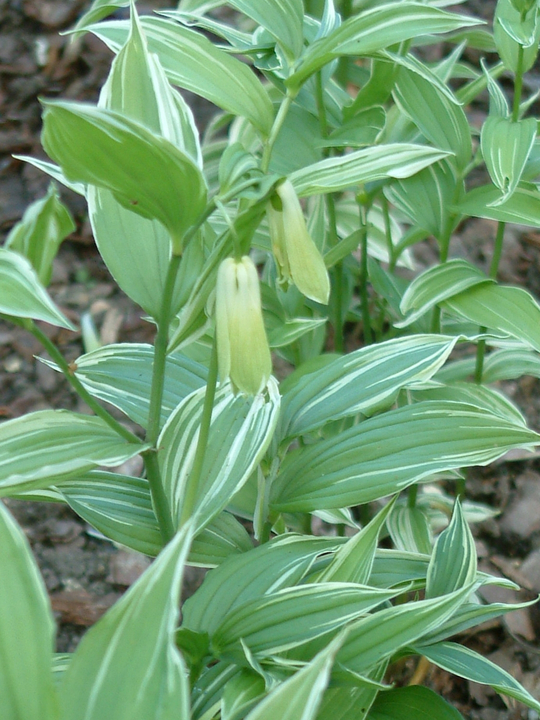 Disporum sessile 'Variegatum'
