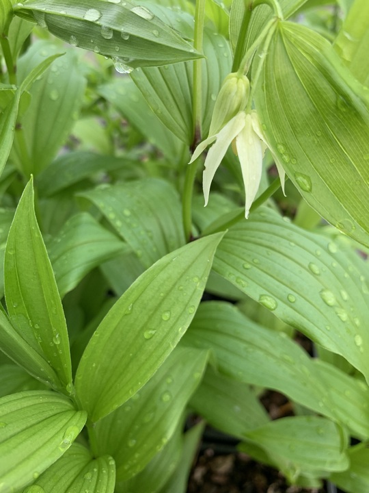 Disporum viridescens