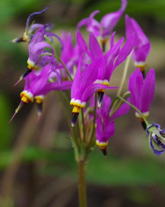 Dodecatheon meadia