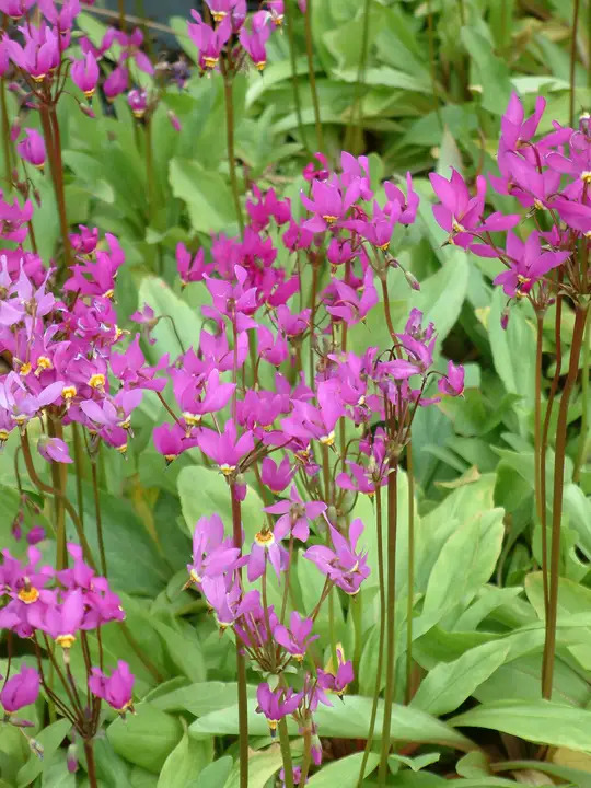 Dodecatheon meadia