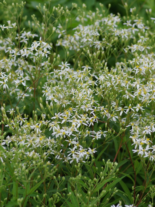 Doellingeria umbellata