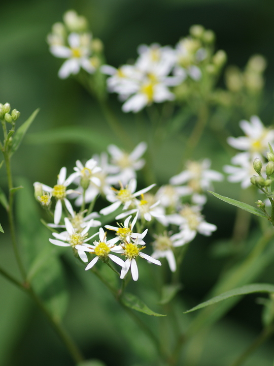 Doellingeria umbellata