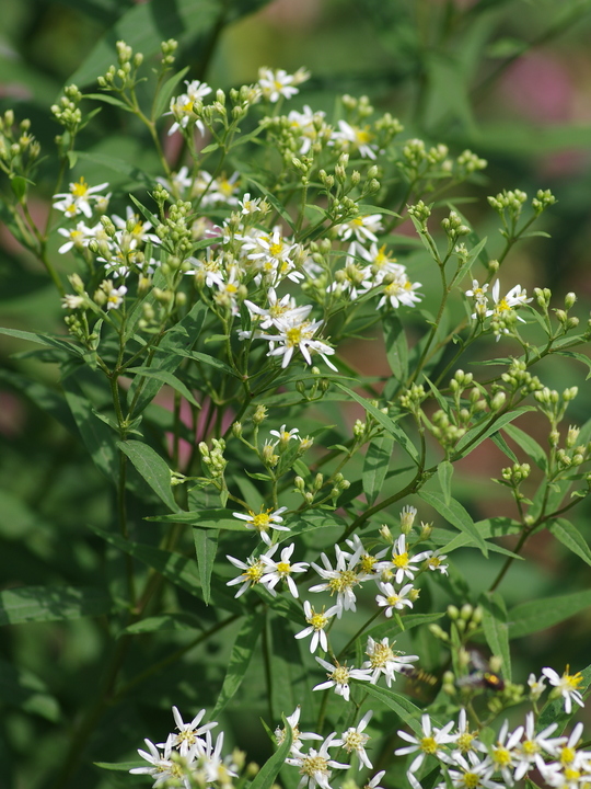 Doellingeria umbellata