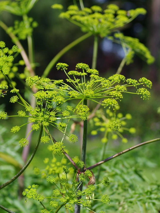 Dorema ammoniacum