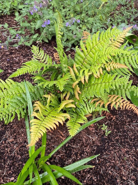 Dryopteris wallichiana Jurassic Gold ('Hollasic') - Beth Chatto's ...