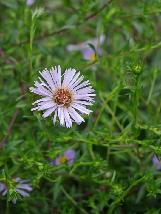 Symphyotrichum puniceum