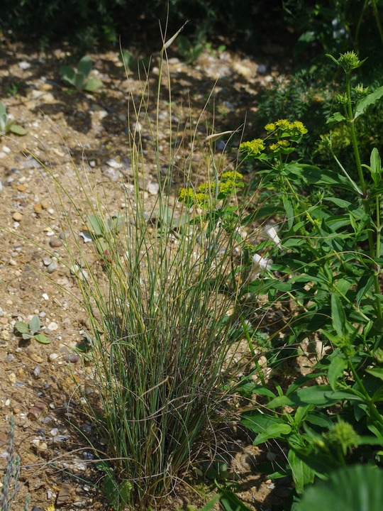 Lygeum spartum