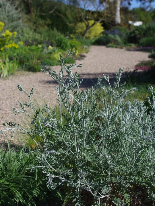 Centaurea 'Silver Feather'