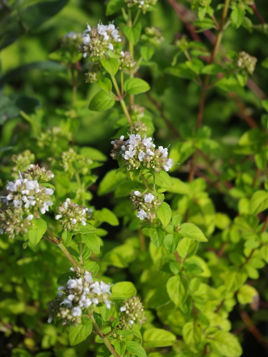Origanum vulgare 'White Charm'