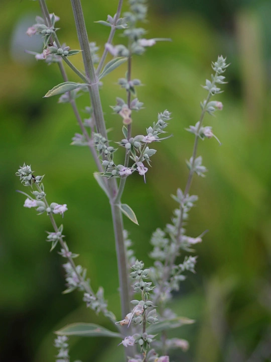 Salvia apiana