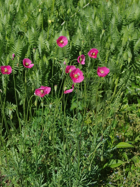 Papaver dubium subsp. lecoqii 'Albiflorum'