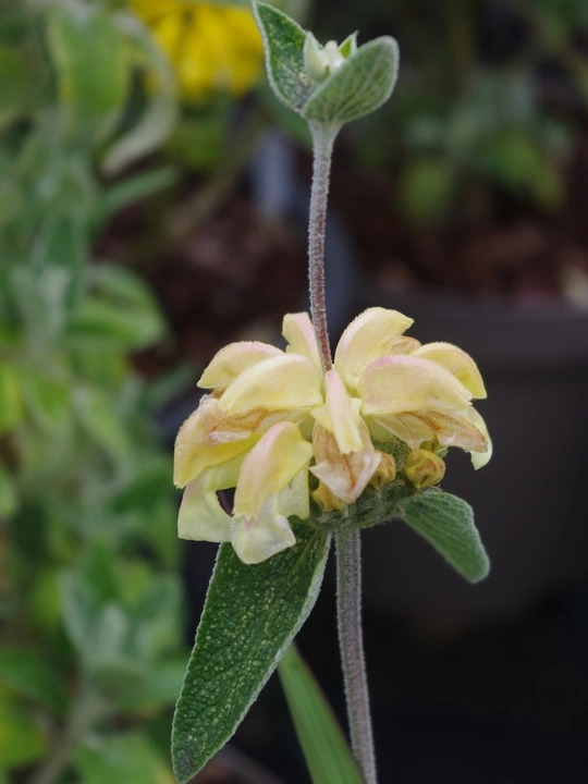 Phlomis 'Le Chat'