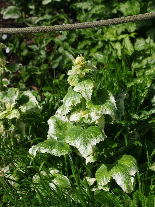Lunaria annua 'Alba Variegata'
