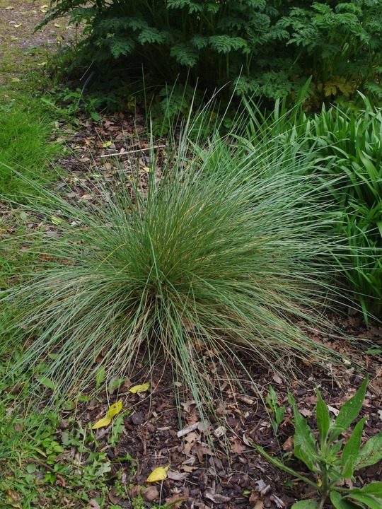 Festuca mairei