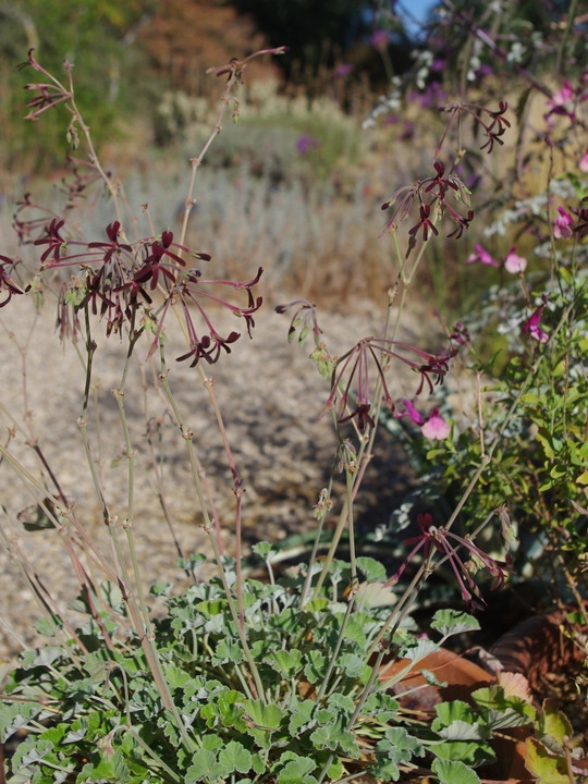 Pelargonium sidoides Black Form