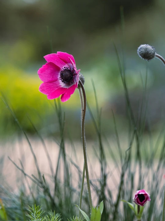 Anemone pavonina