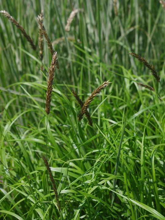 Melica transsilvanica