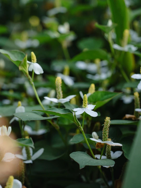 Houttuynia cordata