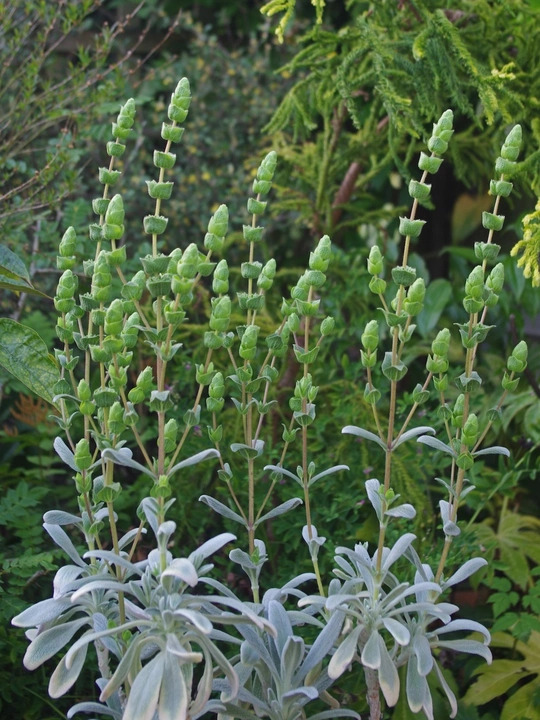 Sideritis cypria