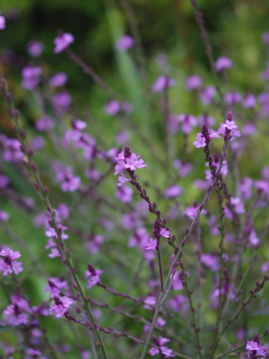 Verbena officinalis var. grandiflora 'Bampton'