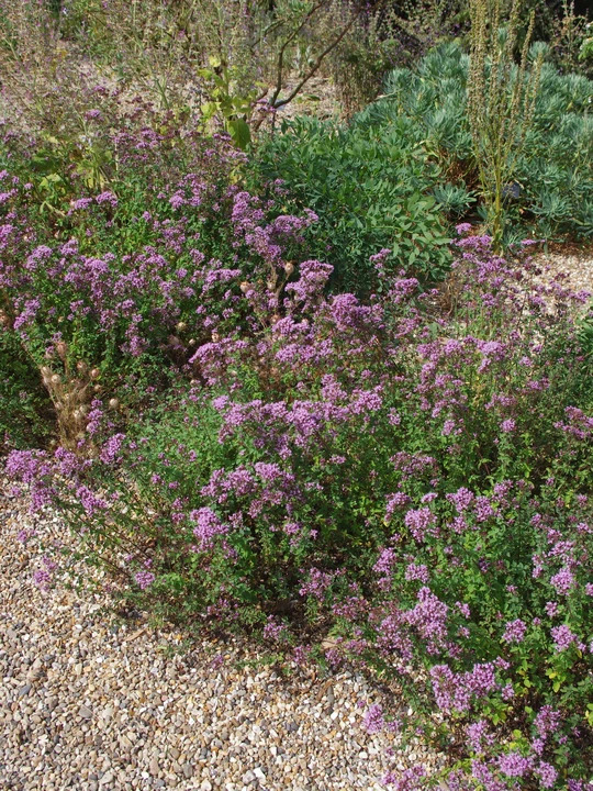 Origanum laevigatum 'Herrenhausen'