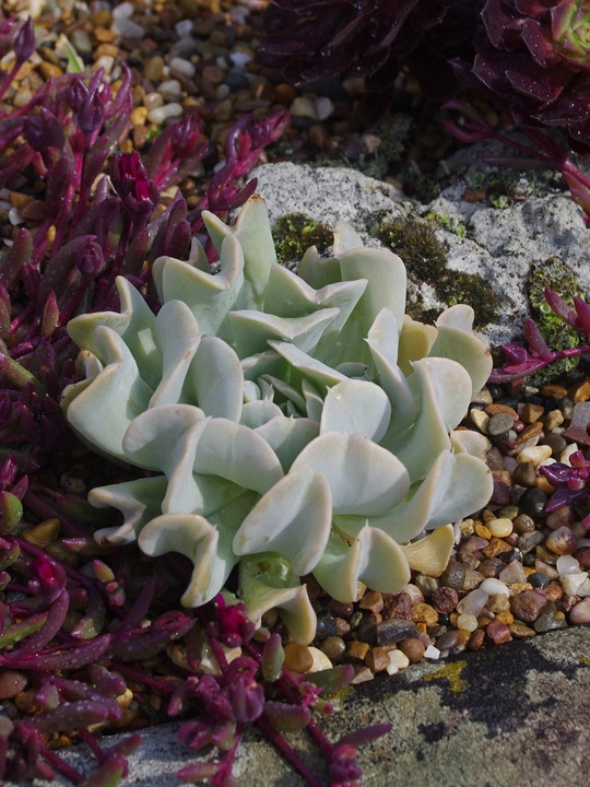 Echeveria runyonii 'Topsy Turvy'