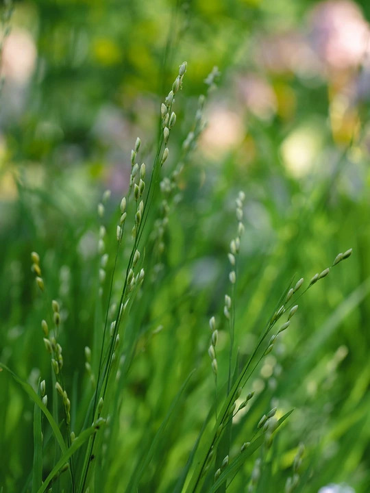 Melica uniflora f. albida
