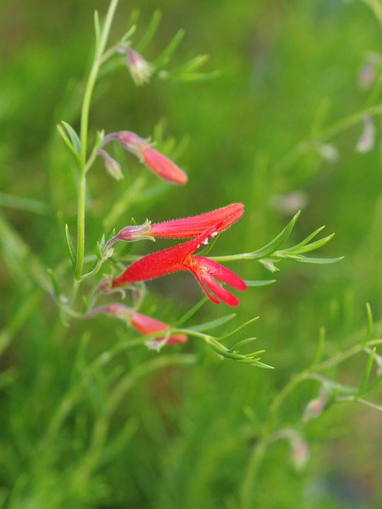 Penstemon pinifolius