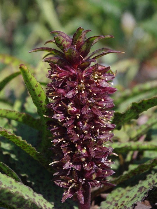 Eucomis vandermerwei 'Octopus'