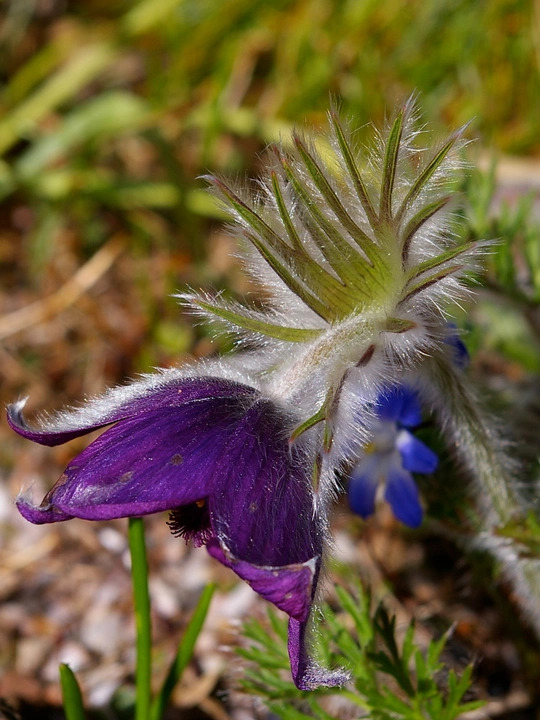 Pulsatilla vulgaris