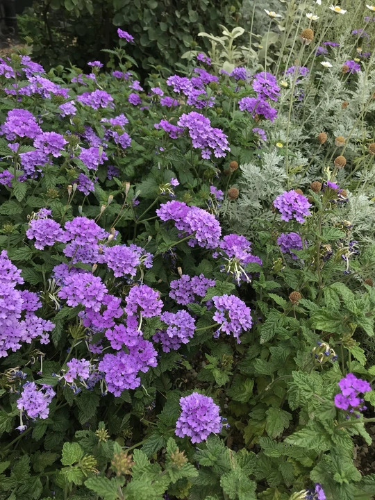 Glandularia 'La France'