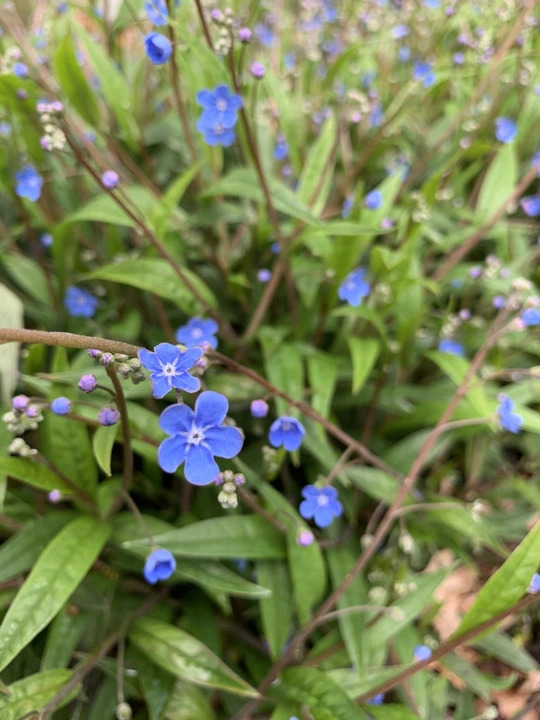 Omphalodes nitida