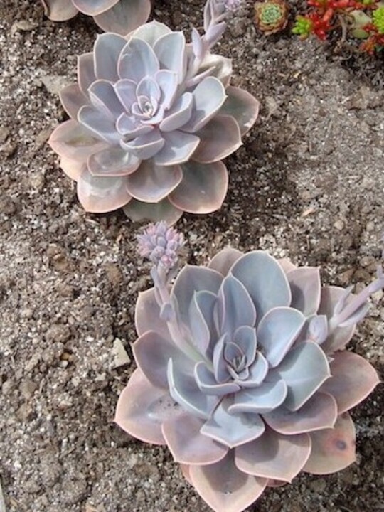 Echeveria 'Duchess of Nuremberg'