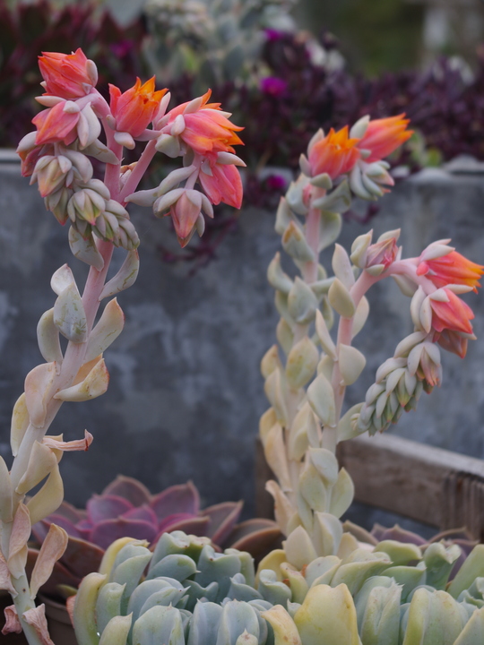 Echeveria runyonii 'Topsy Turvy'