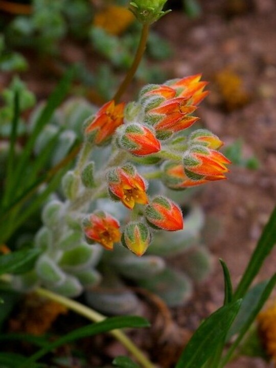 Echeveria setosa
