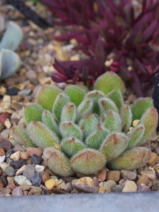 Echeveria setosa