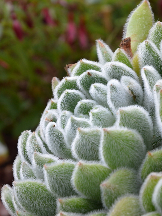 Echeveria setosa