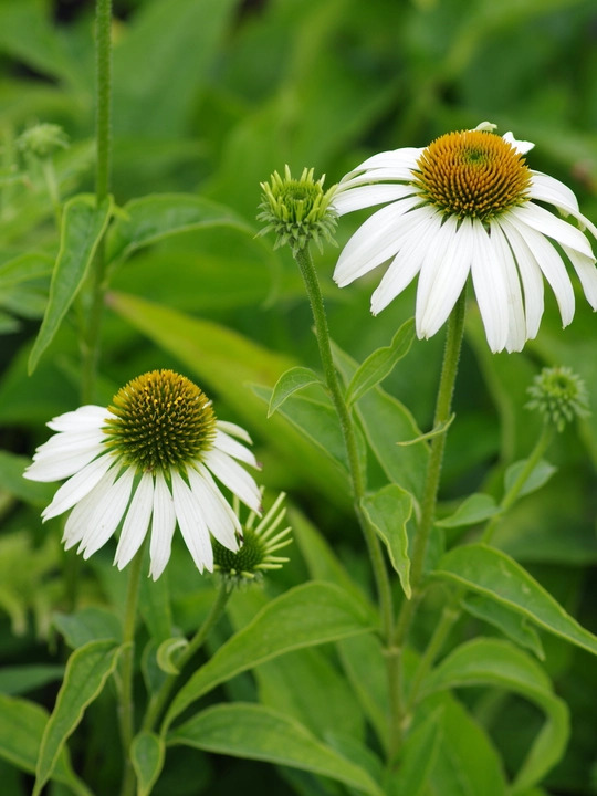 Wildlife Garden Border