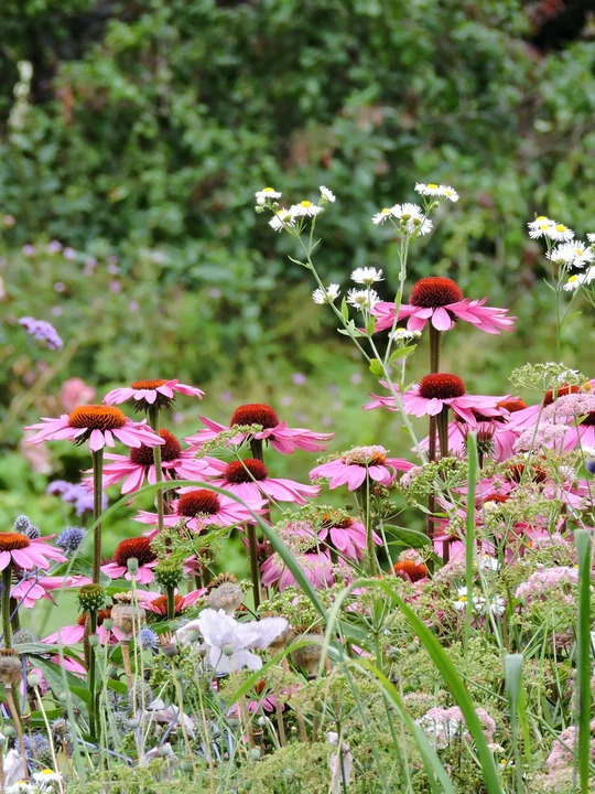 Echinacea purpurea 'Magnus'
