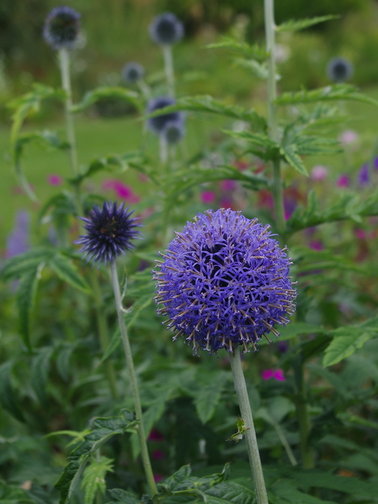 Echinops bannaticus 'Taplow Blue'