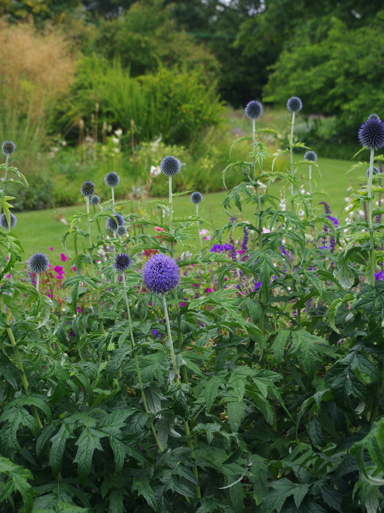 Echinops bannaticus 'Taplow Blue'