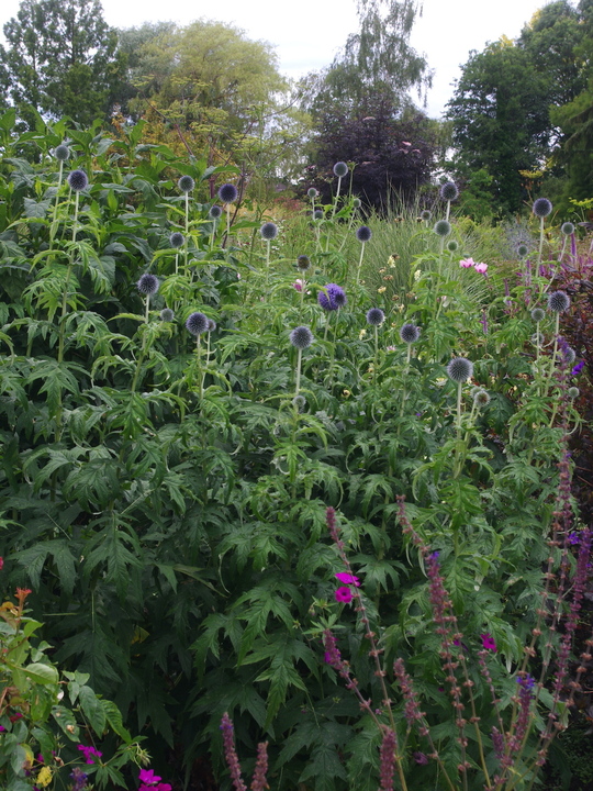 Echinops bannaticus 'Taplow Blue'